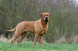 TOSA INU 498